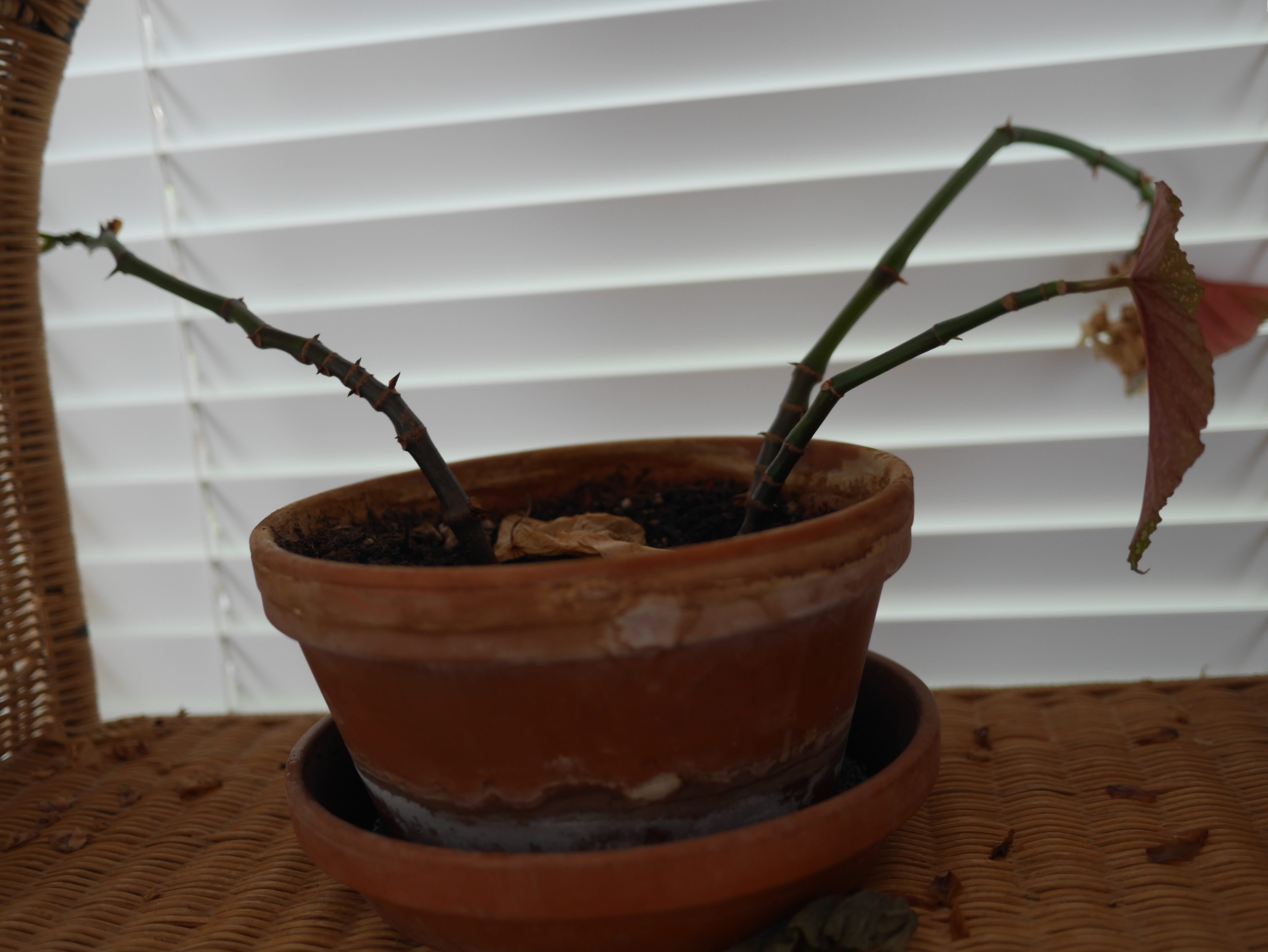 A pathetic house plant